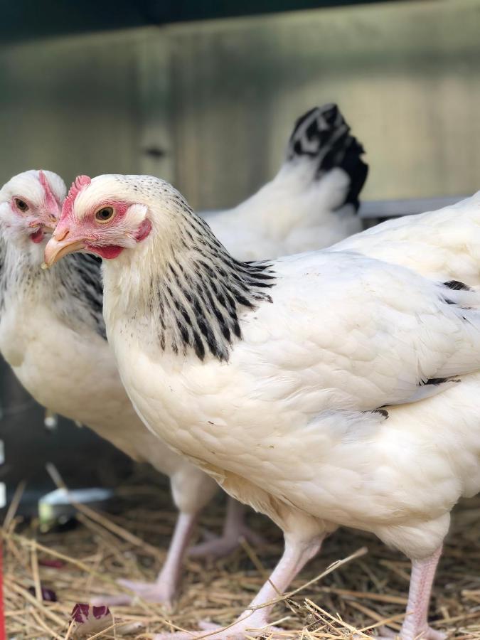 Al Giardino Degli Etruschi Pensionat Chiusi Exteriör bild