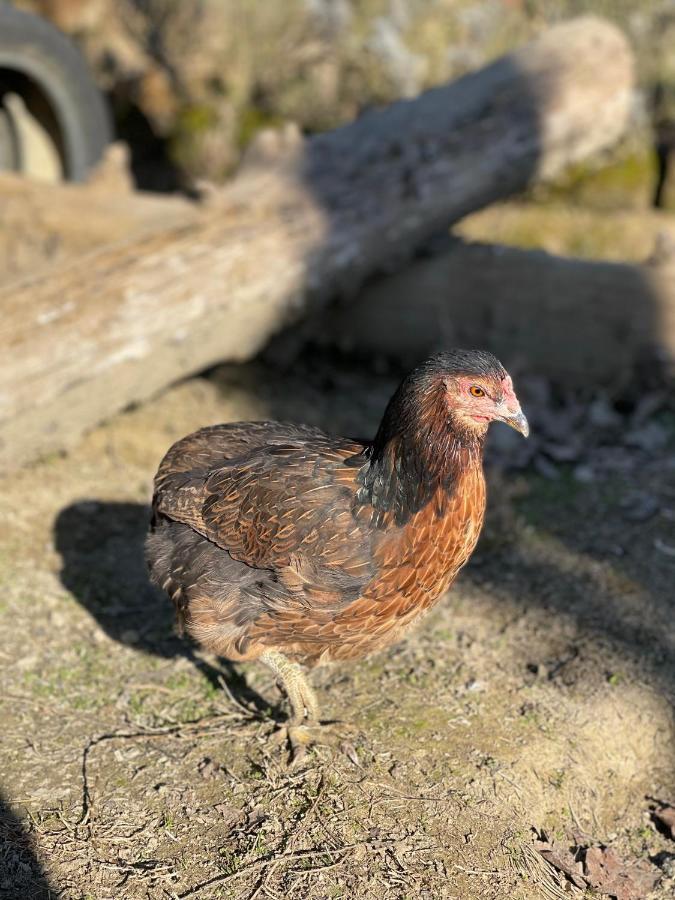 Al Giardino Degli Etruschi Pensionat Chiusi Exteriör bild