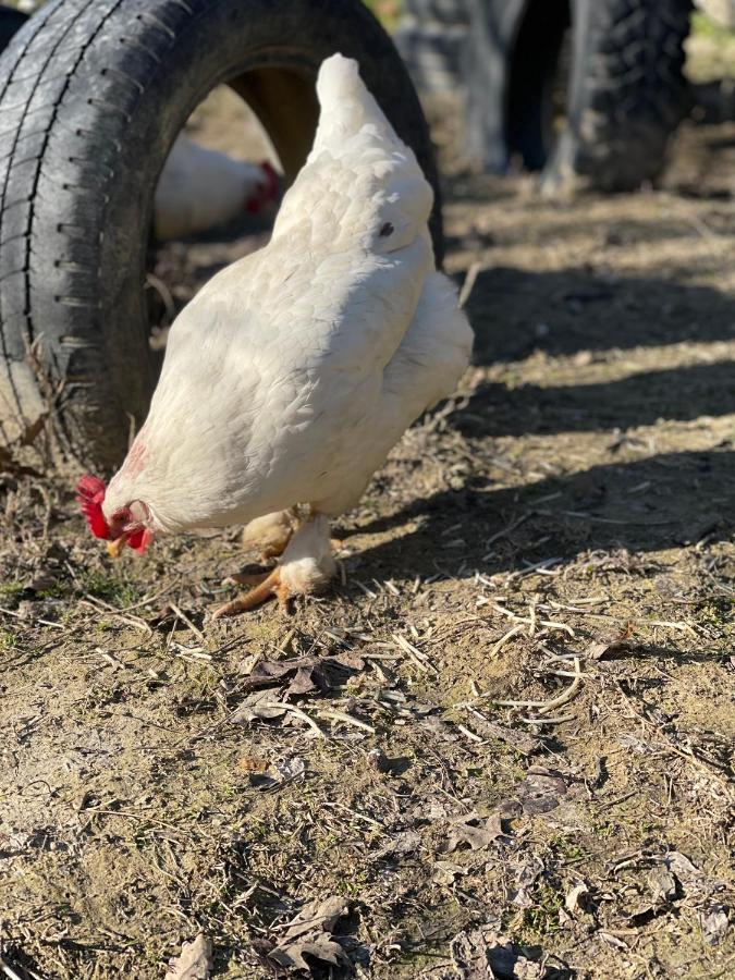 Al Giardino Degli Etruschi Pensionat Chiusi Exteriör bild