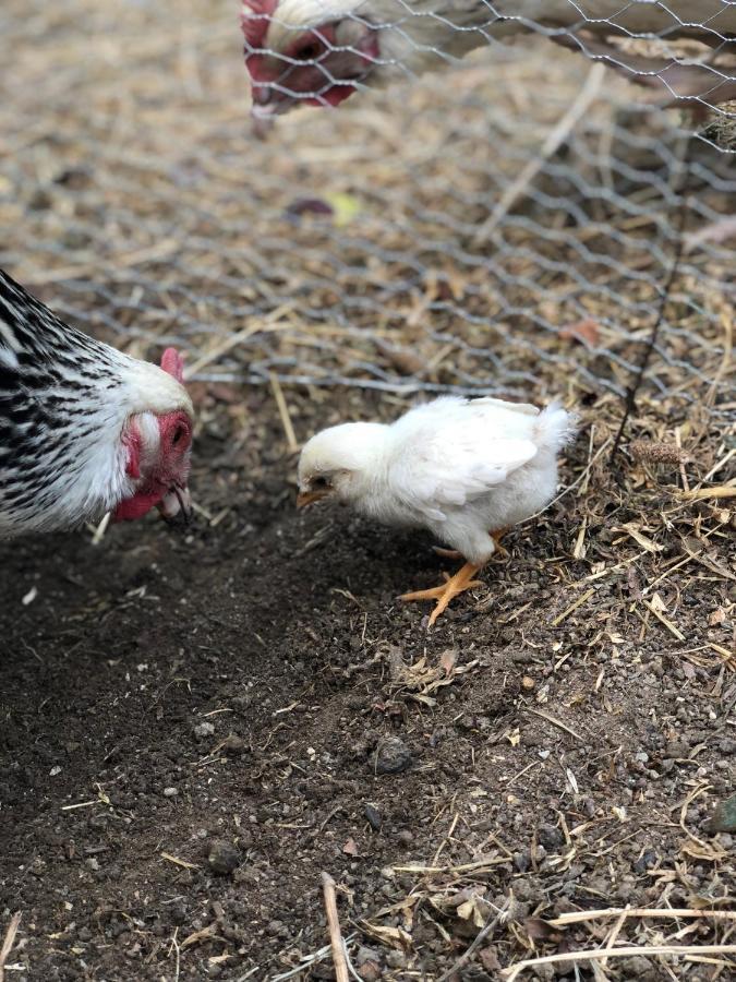 Al Giardino Degli Etruschi Pensionat Chiusi Exteriör bild