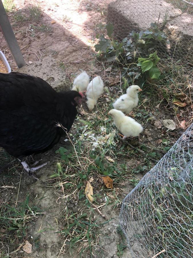 Al Giardino Degli Etruschi Pensionat Chiusi Exteriör bild
